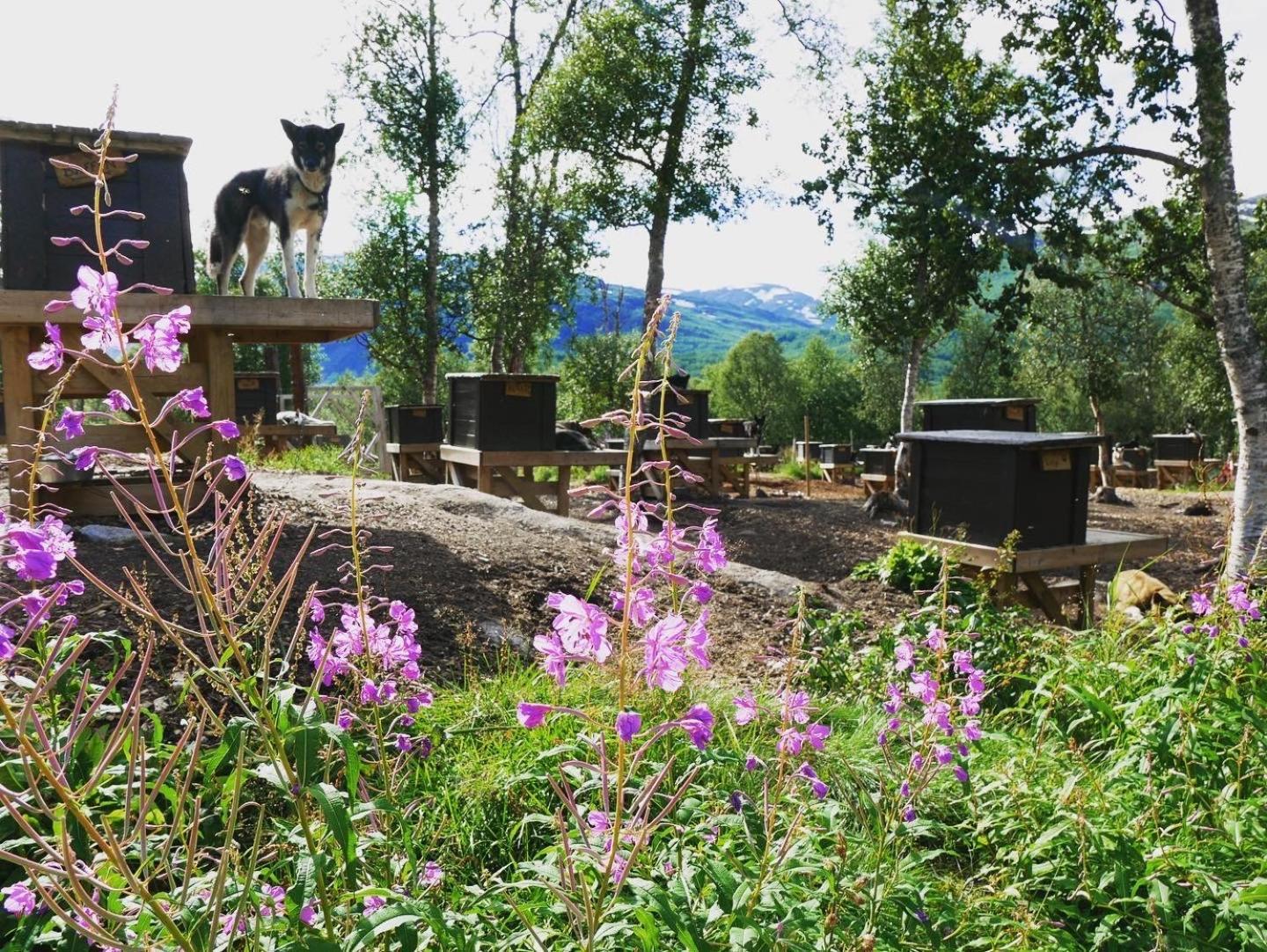 Bardu Huskylodge ภายนอก รูปภาพ