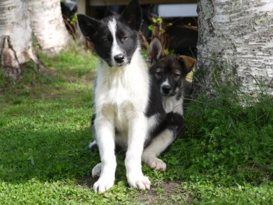 Bardu Huskylodge ภายนอก รูปภาพ